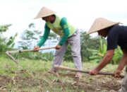 Konflik Belasan Tahun Berakhir, Sertipikat Redistribusi Tanah Buka Jalan Pemulihan Ekonomi Desa Soso