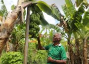 Reforma Agraria di Desa Baumata: Dari Sengketa Batas Menuju Peningkatan Ekonomi Petani